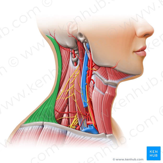 Músculo trapecio (Musculus trapezius); Imagen: Paul Kim