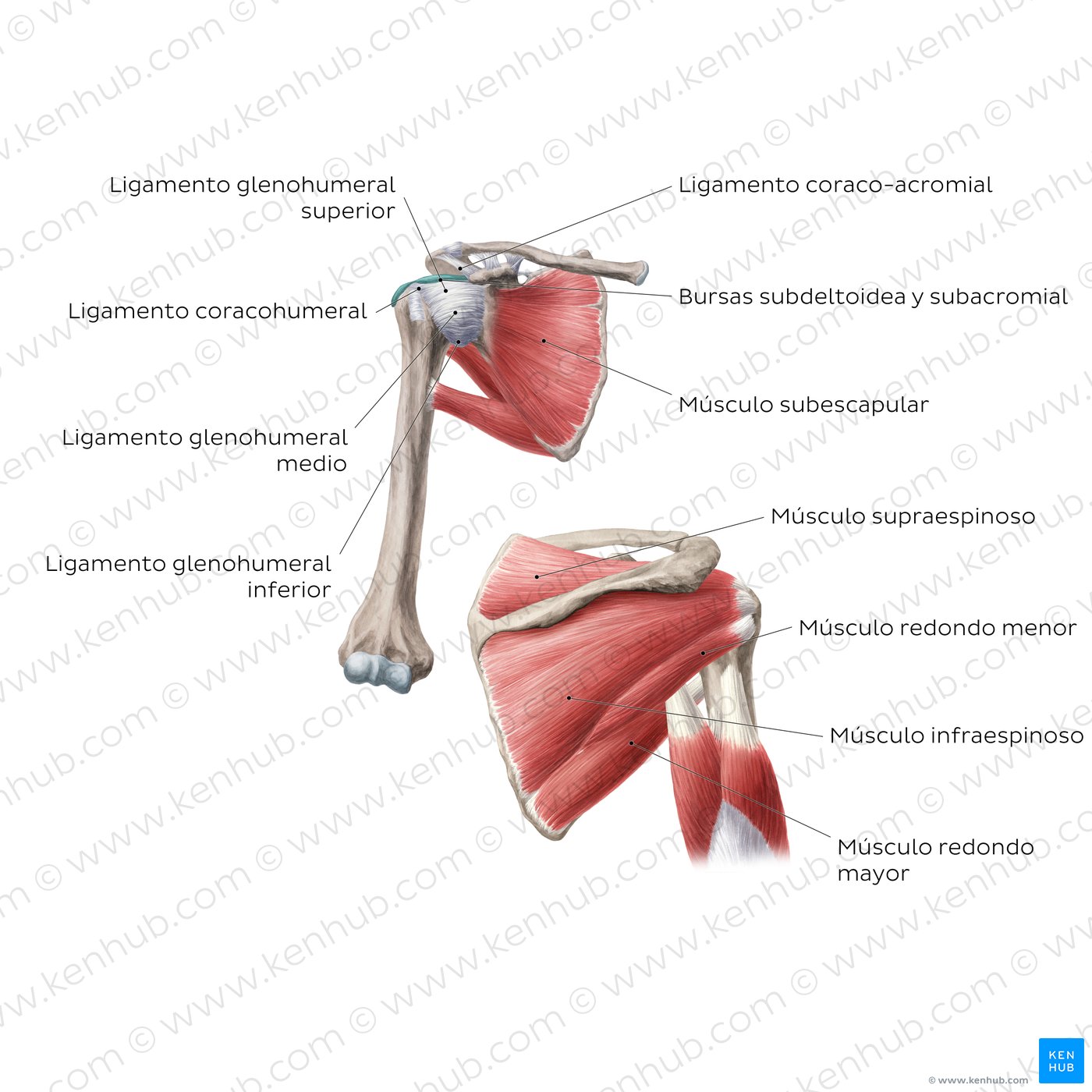 Articulación glenohumeral (del hombro) - visión general