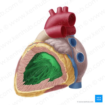 Ventricule gauche du cœur (Ventriculus sinister cordis); Image : Yousun Koh