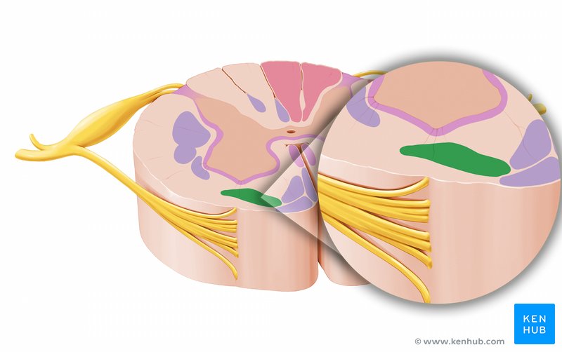 Vestibulospinal tract - axial view