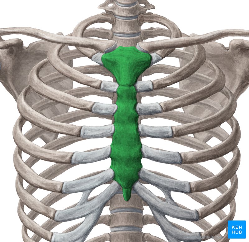 Sternum (Brustbein) Anatomie, Knochen, Aufbau & Gelenke Kenhub
