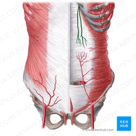 Artéria epigástrica superior (Arteria epigastrica superior); Imagem: Yousun Koh