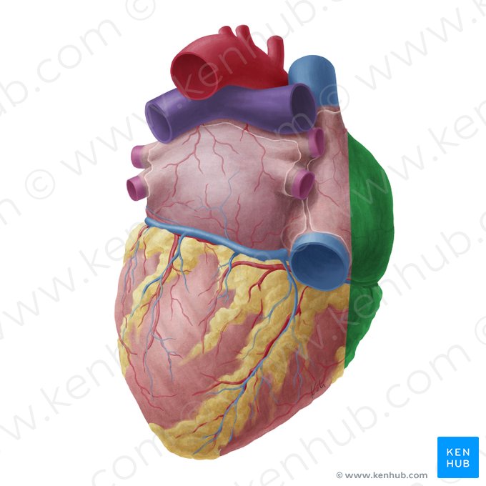 Right surface of heart (Facies dextra cordis); Image: Yousun Koh