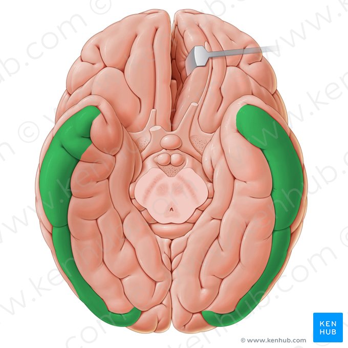 Gyrus temporalis inferior (Untere Schläfenwindung); Bild: Paul Kim