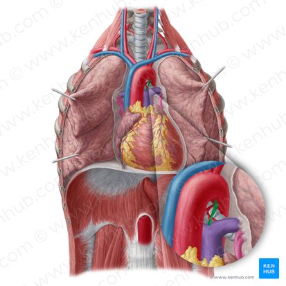 Ligamentum arteriosum; Image: Yousun Koh