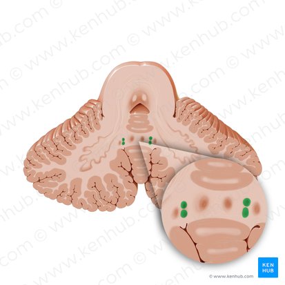Núcleo globoso (Nucleus globosus); Imagen: Paul Kim