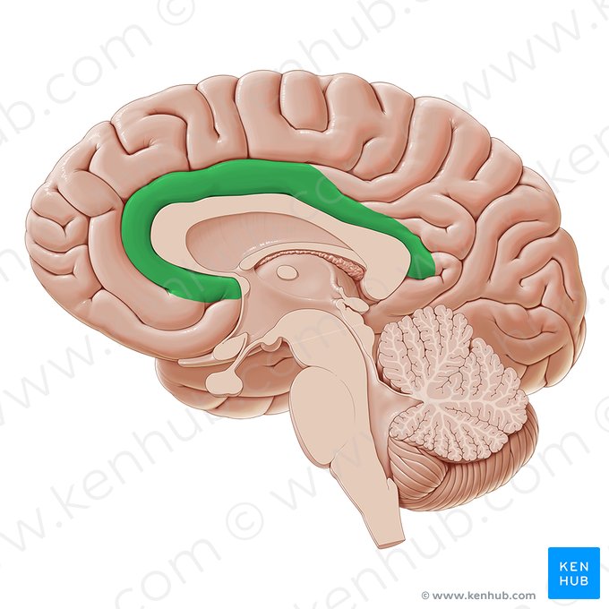 Cingulate gyrus (Gyrus cinguli); Image: Paul Kim