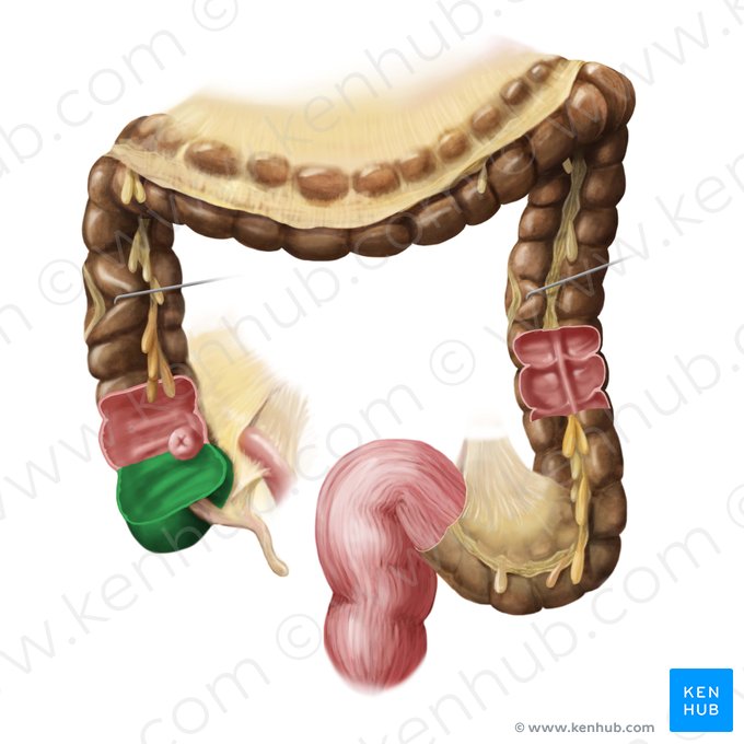 Cecum (Caecum); Image: Begoña Rodriguez