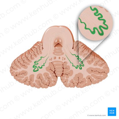 Dentate nucleus (Nucleus dentatus); Image: Paul Kim