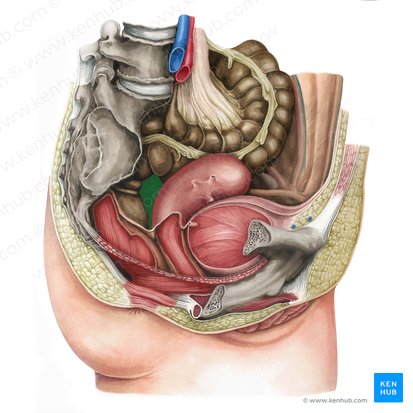 Fondo de saco recto-uterino (Excavatio rectouterina); Imagen: Irina Münstermann