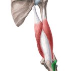 Musculus anconeus