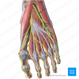 Arteria plantaris lateralis (Äußere Fußsohlenarterie); Bild: Liene Znotina