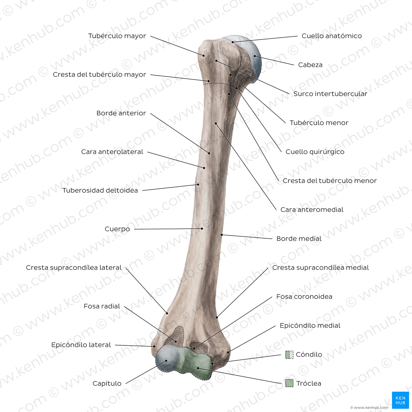 Humerus: Anterior view