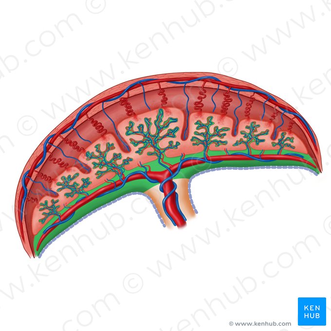 Chorionic plate (Lamina chorionica); Image: Irina Münstermann