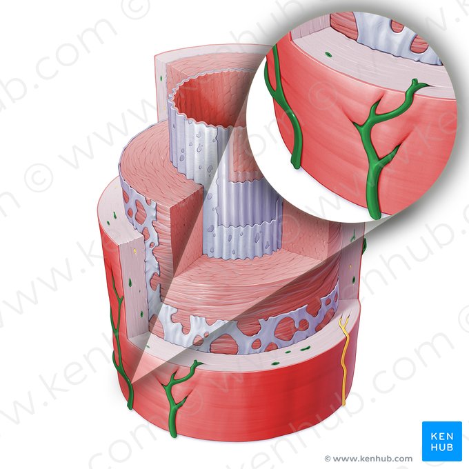 Vasa vasorum de artéria (Vasa vasorum arteriae); Imagem: Paul Kim