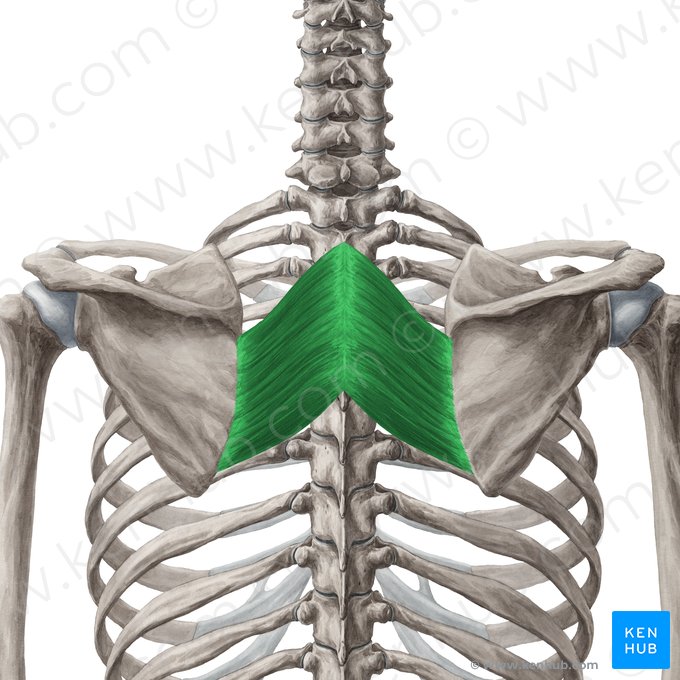 Músculo romboide maior (Musculus rhomboideus major); Imagem: Yousun Koh