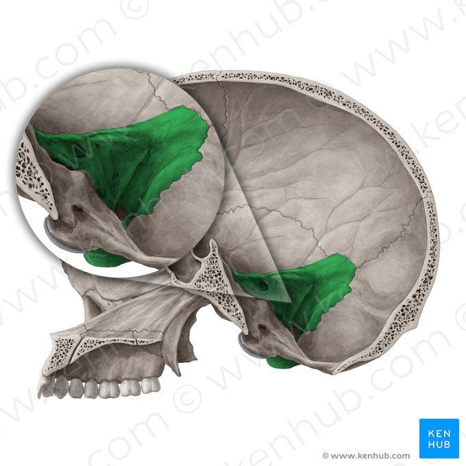 Petrous part of temporal bone (Pars petrosa ossis temporalis); Image: Yousun Koh