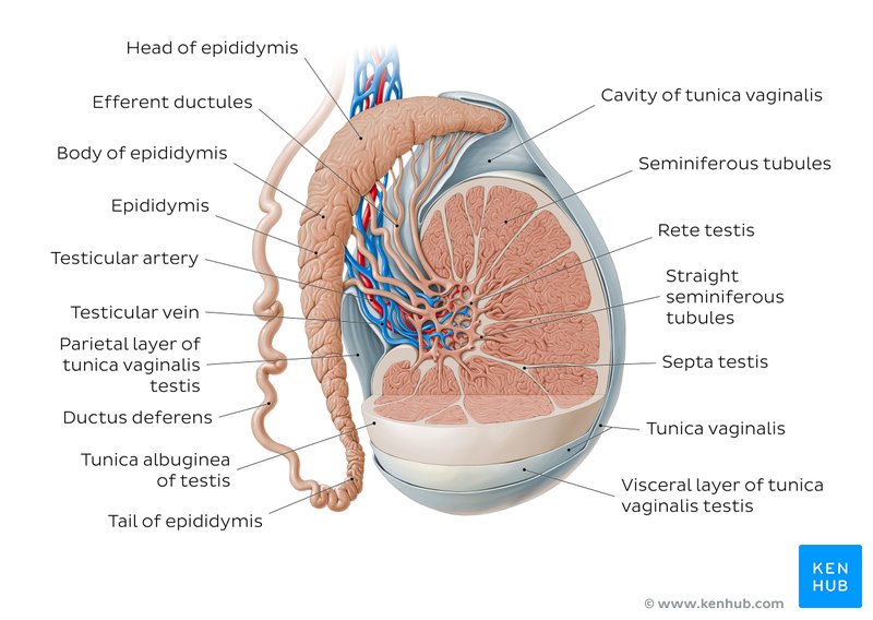 Anatomy of the testis and epididymis - lateral-right view