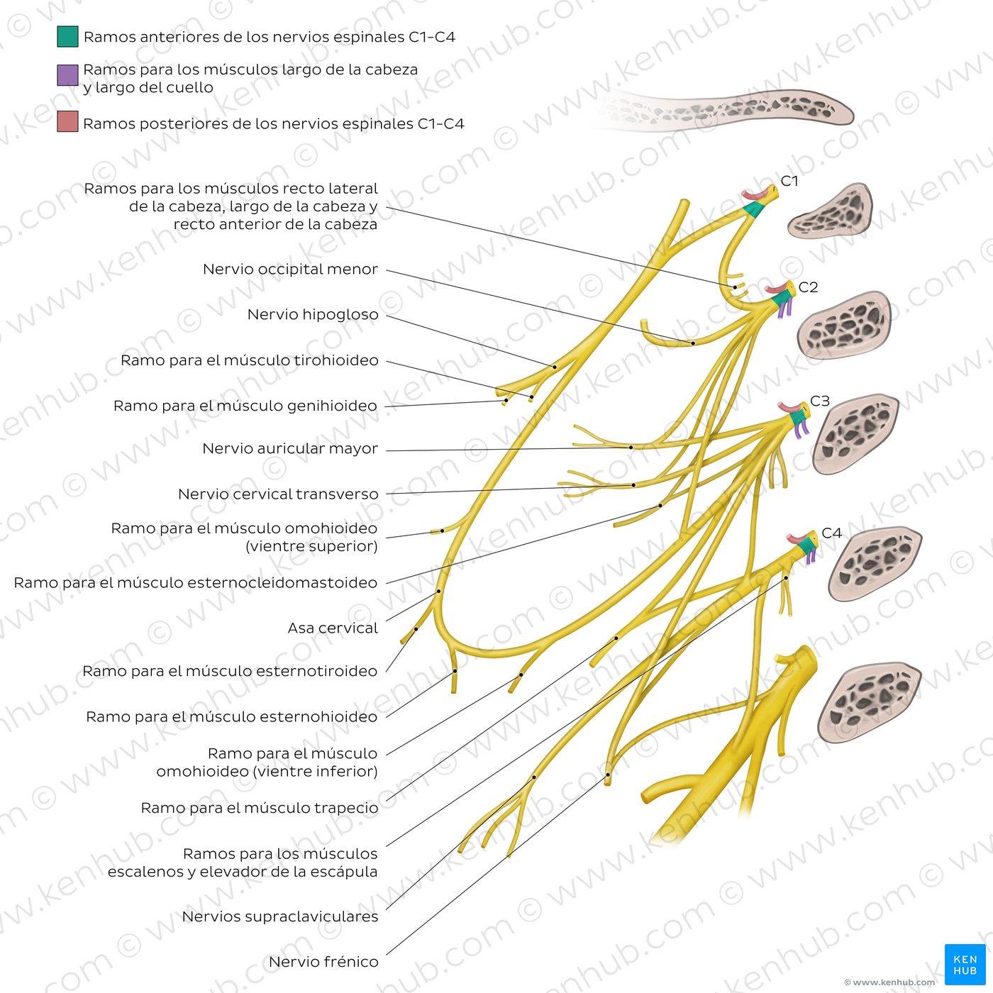 Origen y ubicación del plexo cervical