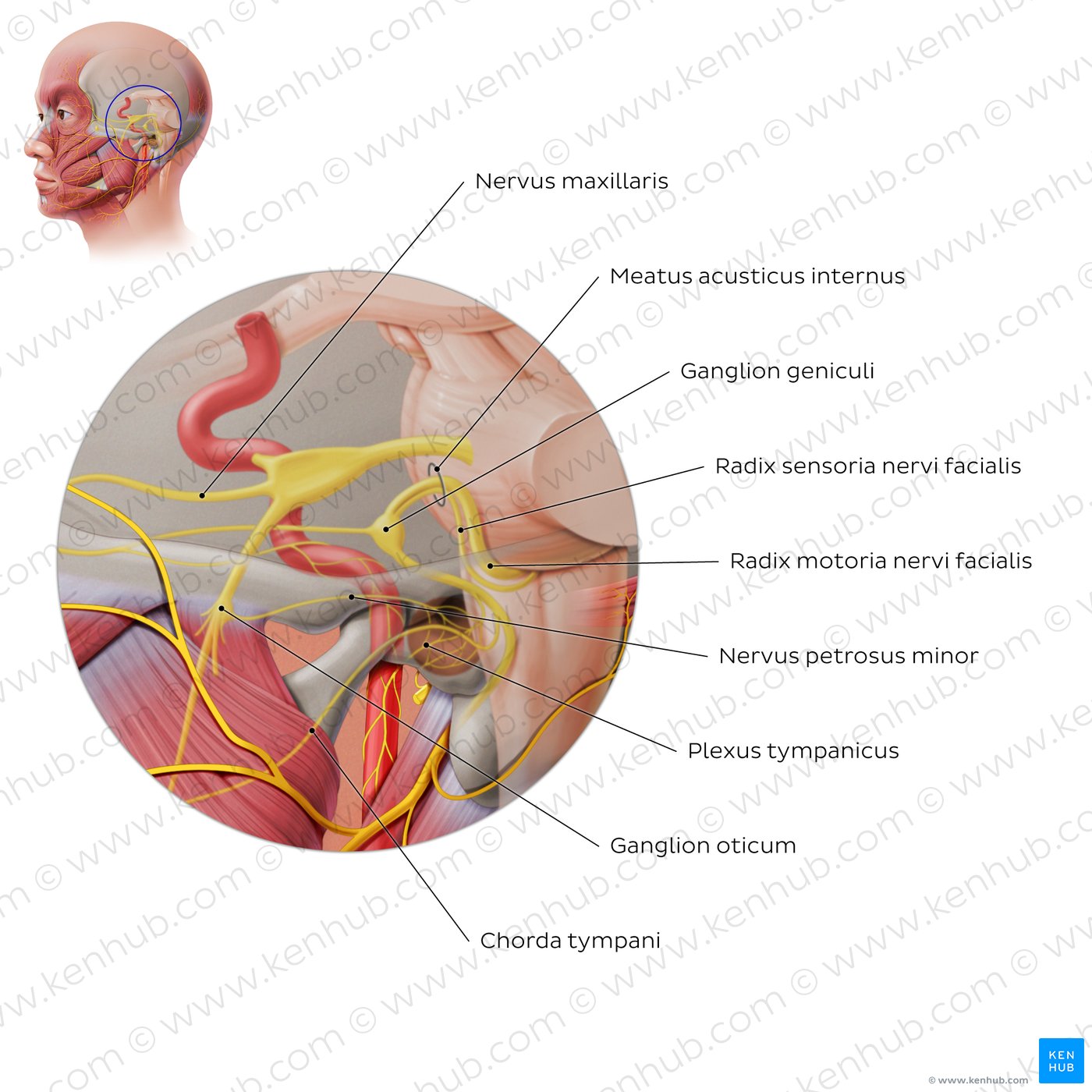 Facial nerve: intracranial/intratemporal parts