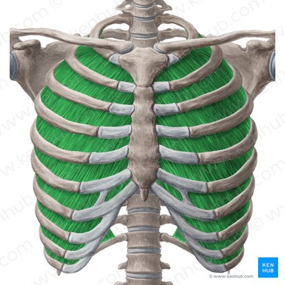 Músculos intercostais internos (Musculi intercostales interni); Imagem: Yousun Koh