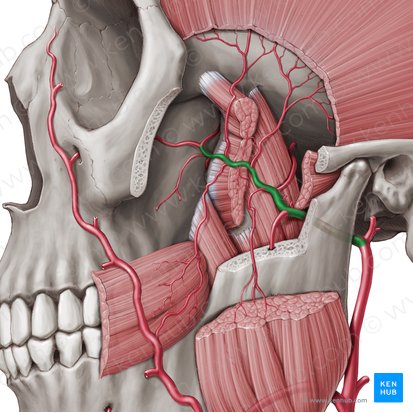 Maxillary artery (Arteria maxillaris); Image: Paul Kim