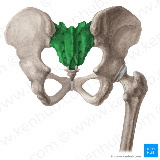 Sacrum (Os sacrum); Image: Liene Znotina