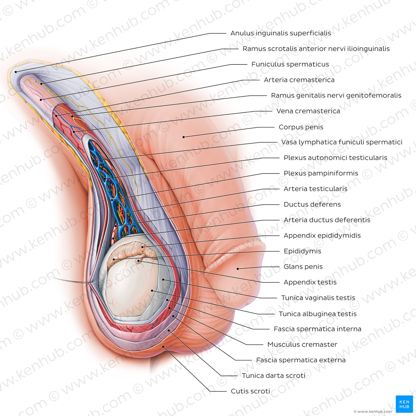 Funiculus spermaticus mit Plexus pampiniformis