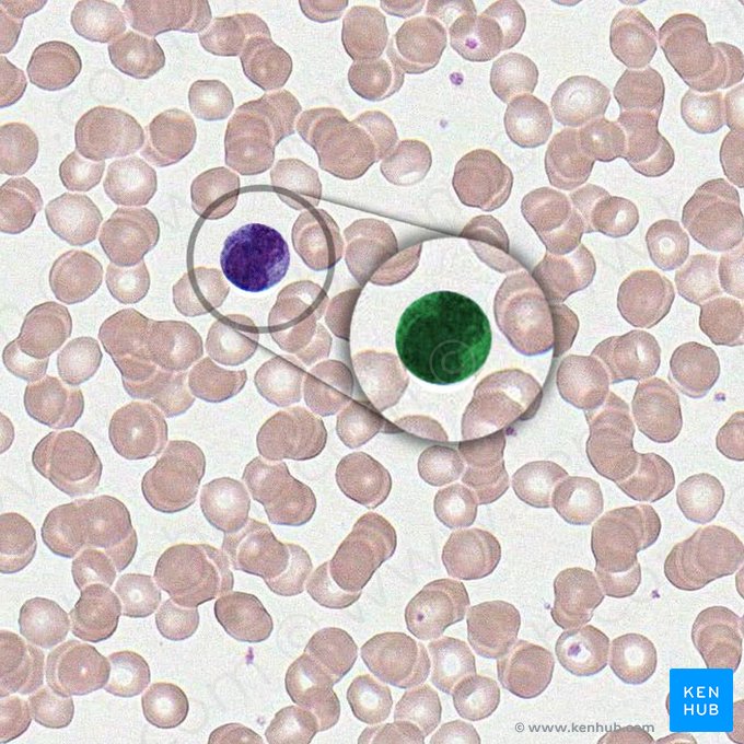 Monocyte (Monozyt); Bild: 