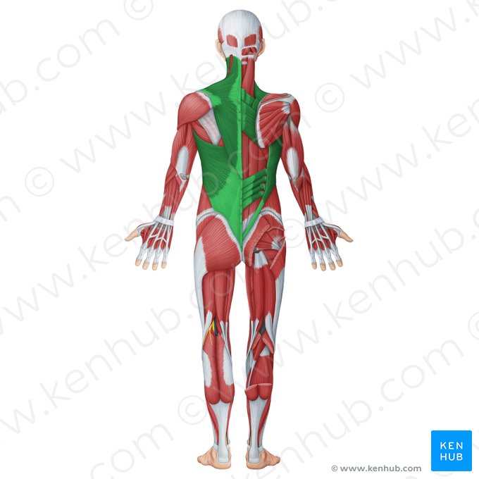 Muscles hypaxiaux du dos (Musculi superficiales dorsi); Image : Irina Münstermann