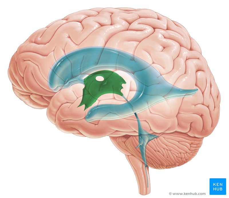 Third ventricle (Ventriculus tertius)