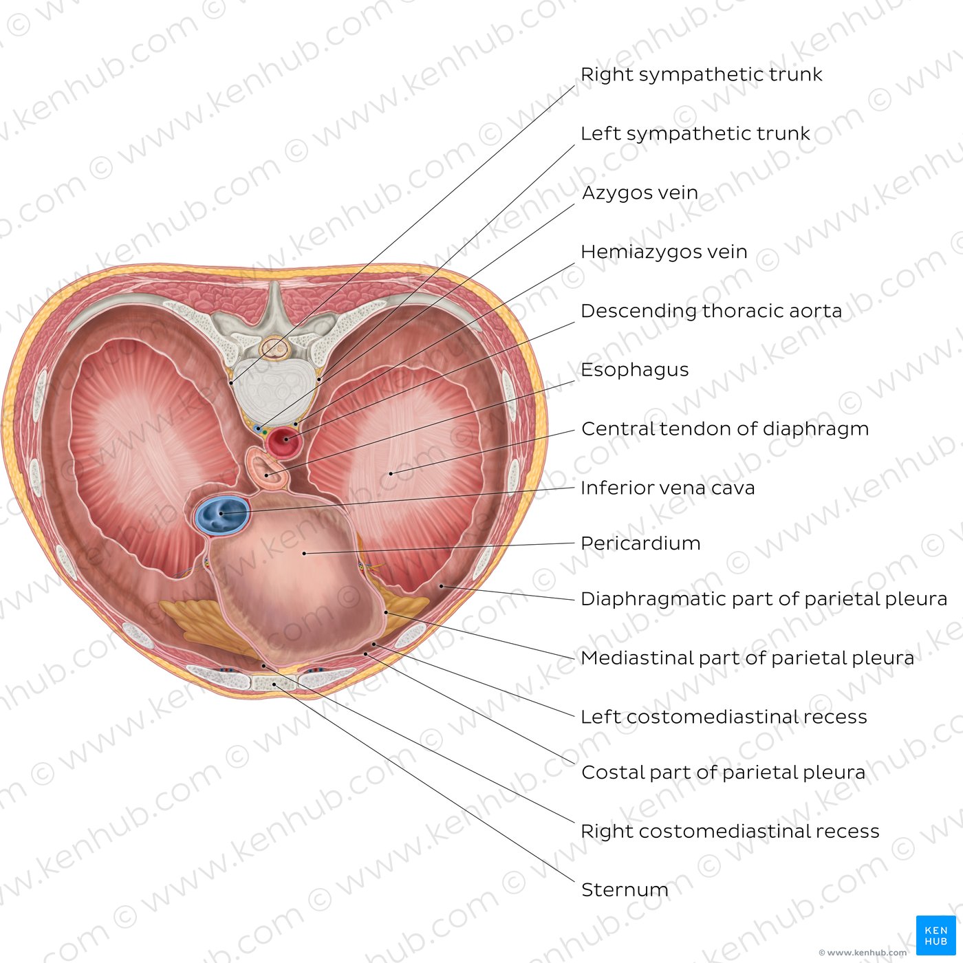 Thoracic surface of the diaphragm (diagram)