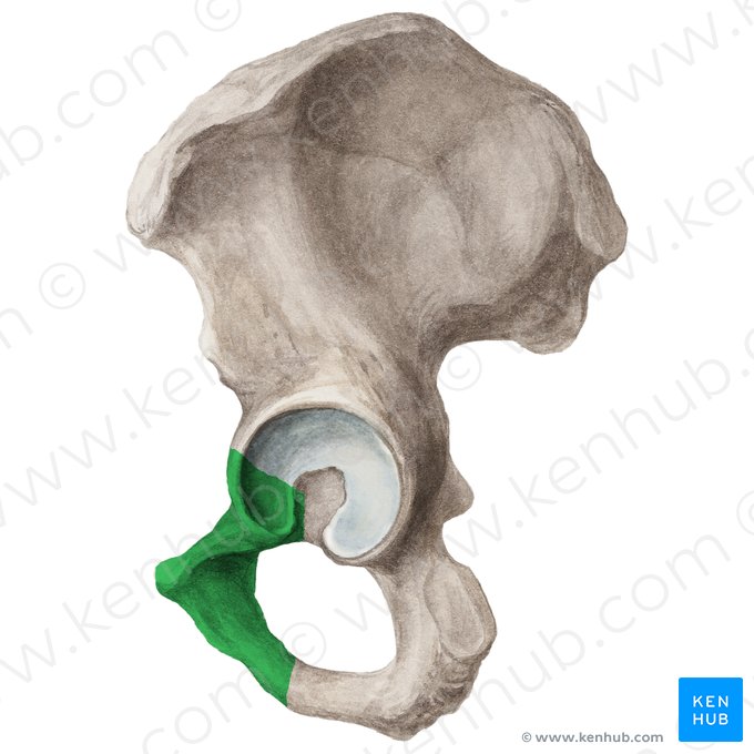 Púbis (Os pubis); Imagem: Liene Znotina