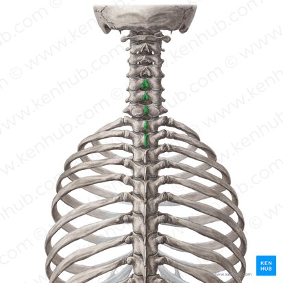 Processus spinosi vertebrarum C5-T2 (Dornfortsätze der Wirbel C5-Th2); Bild: Yousun Koh
