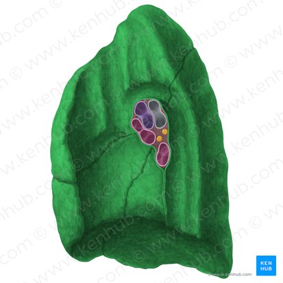 Pulmão direito (Pulmo dexter); Imagem: Yousun Koh