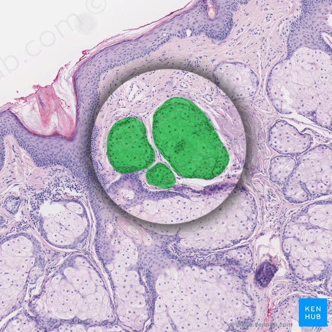 Secretory lobule; Image: 