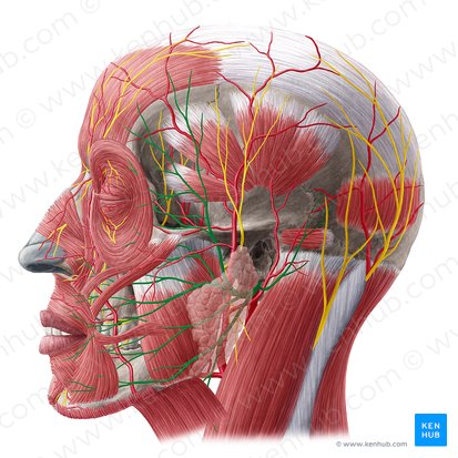 Nervo facial (Nervus facialis); Imagem: Yousun Koh