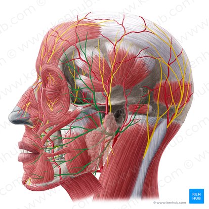 Nervio facial (Nervus facialis); Imagen: Yousun Koh