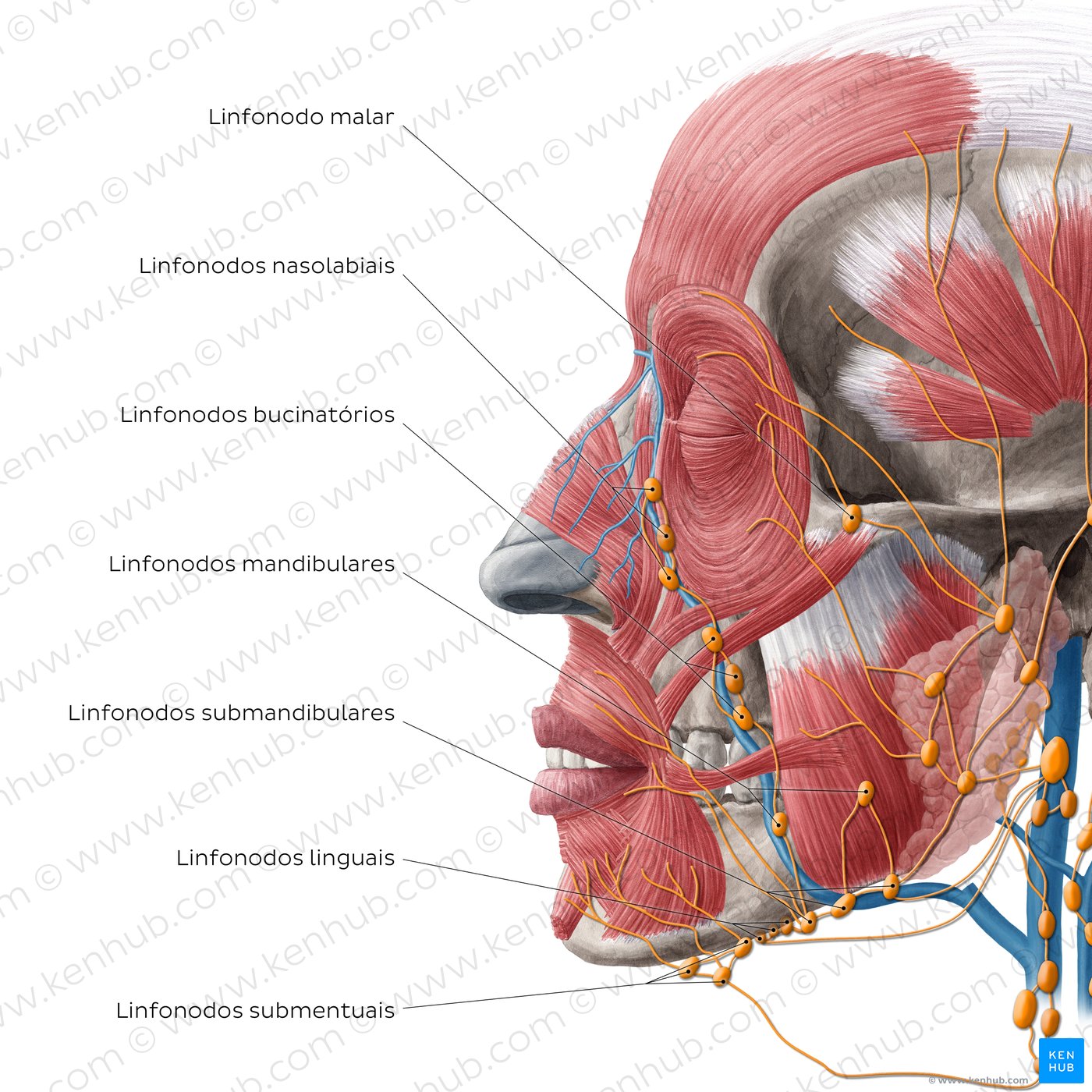 Drenagem linfática da cabeça (vista lateral)