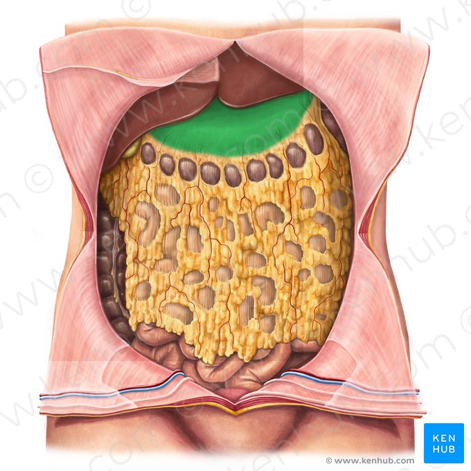 Estômago (Gaster); Imagem: Irina Münstermann