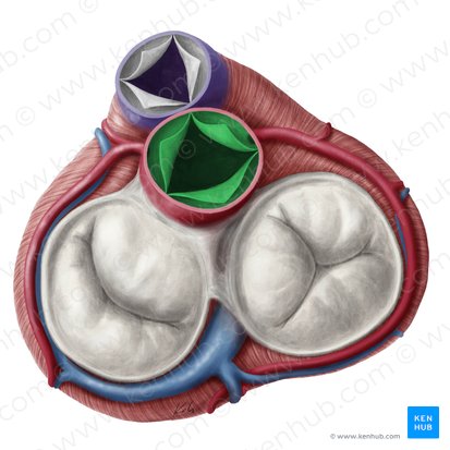 Aortic valve (Valva aortae); Image: Yousun Koh
