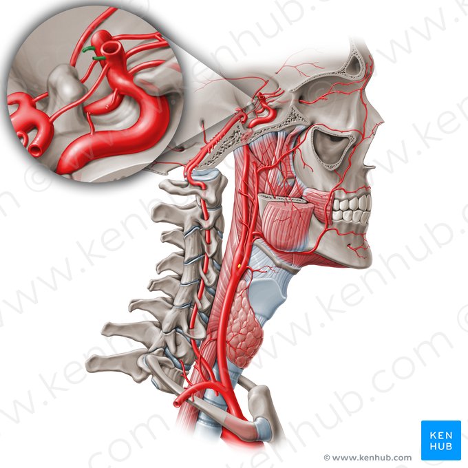 Arteria coroidea anterior (Arteria choroidea anterior); Imagen: Paul Kim