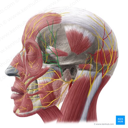 Ramos temporales del nervio facial (Rami temporales nervi facialis); Imagen: Yousun Koh