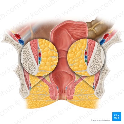 Nervo perineal (Nervus perinealis); Imagem: Samantha Zimmerman