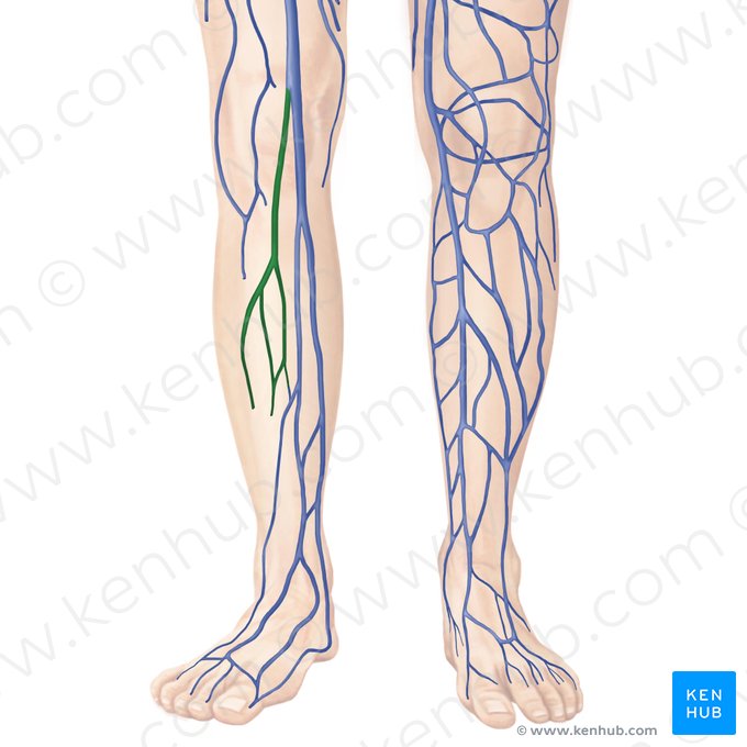 Small saphenous vein (Vena saphena parva); Image: Begoña Rodriguez