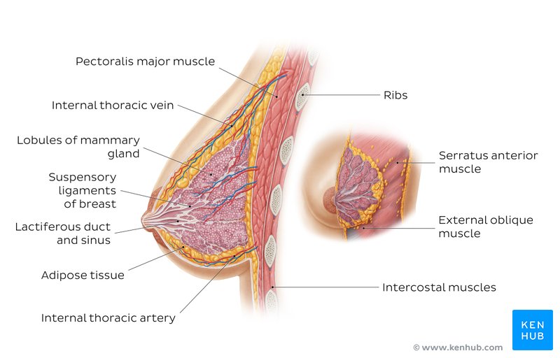 Anatomy of the female breast - lateral view