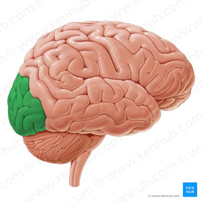 Lobe occipital (Lobus occipitalis); Image : Paul Kim