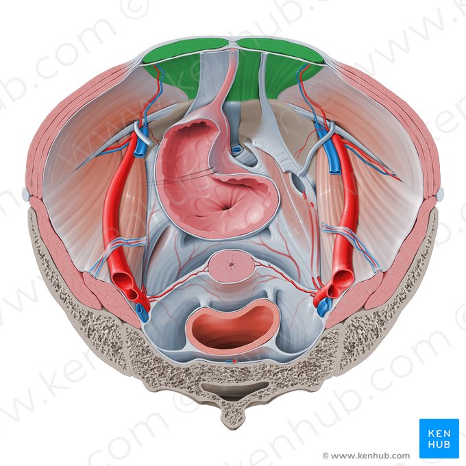 Rectus abdominis muscle (Musculus rectus abdominis); Image: Paul Kim