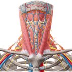 Vena jugularis anterior