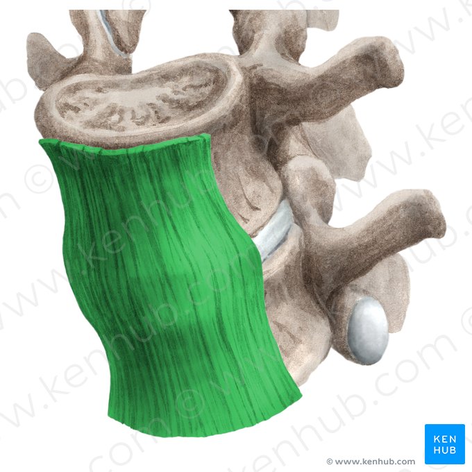 Ligamentum longitudinale anterius (Vorderes Längsband); Bild: Liene Znotina